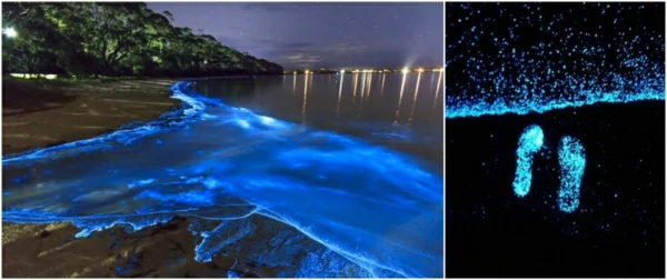 romantik wochenende insel vaadu malediven phytoplankton