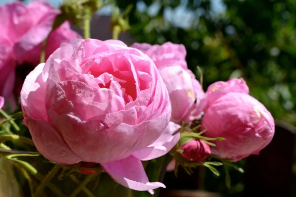 rosen arten bulgarische rose pink