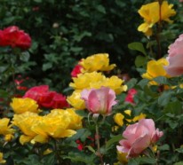 Die Rosen Arten – ein herrliches Fest der Sinne