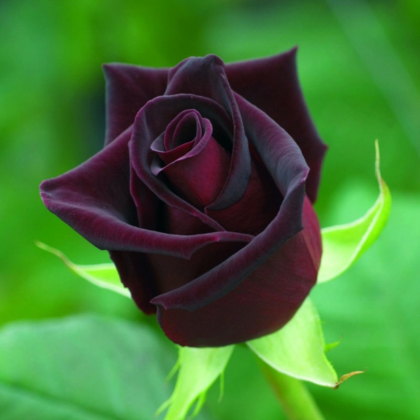 rosen arten dunkelrot schwarz