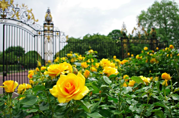 rosen arten gelb gartenrosen