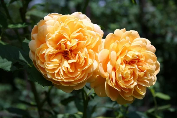 rosen arten gelb historische rose