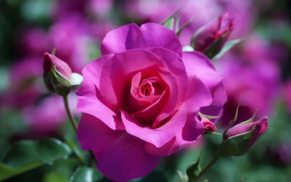 rosen arten klassisch rosa