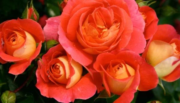 rosen arten orange garten