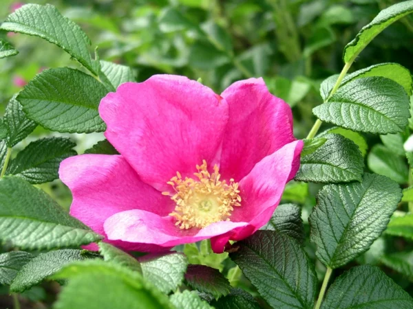 rosen arten rosa rugosa japanisch