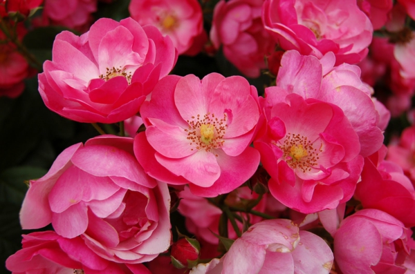rosen arten pink zarte blüten