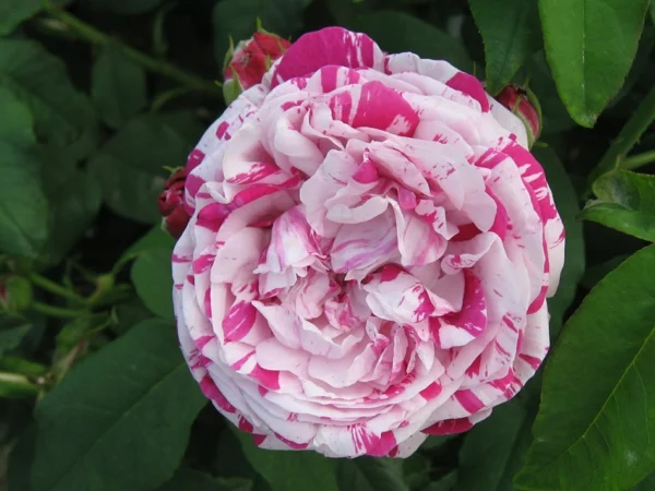rosen arten pink weiß gemischt