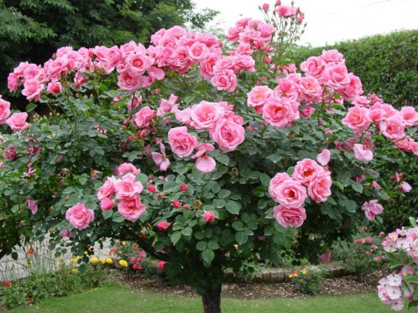 rosen arten rosenbaum pink