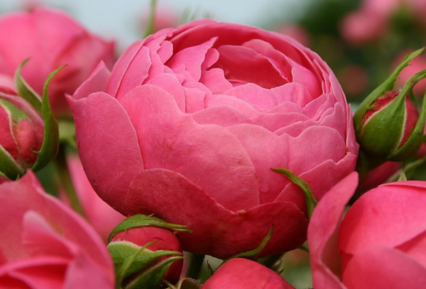 rosen arten vintage pink