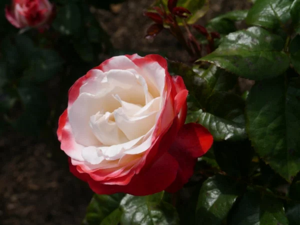 rosen arten weiß rote blüte