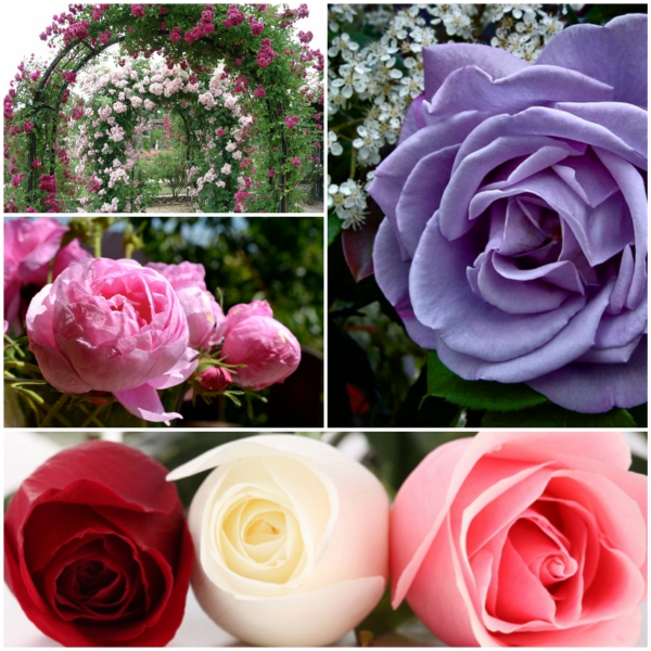 rosen arten collage 
