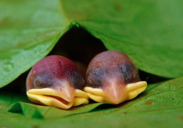 Bilder Von Sussen Tieren 15 Neugeborene Baby Tiere Vor Der Kamera