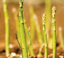 Spargel pflanzen – praktische Tipps für eine frische, ergiebige Ernte