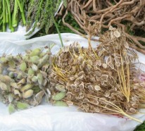 Spargel pflanzen – praktische Tipps für eine frische, ergiebige Ernte