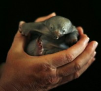 Bilder von süßen Tieren – 15 neugeborene Baby Tiere vor der Kamera