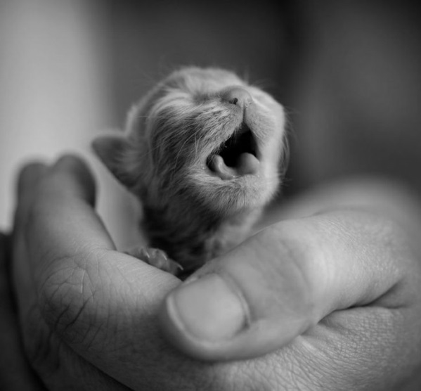 süsse tierbilder baby katze tierebabys