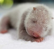 Bilder von süßen Tieren – 15 neugeborene Baby Tiere vor der Kamera