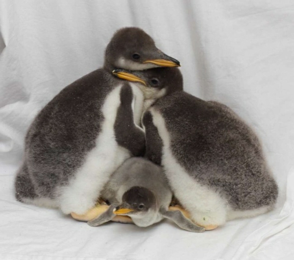 süsse tierbilder baby pinguin tierebabys