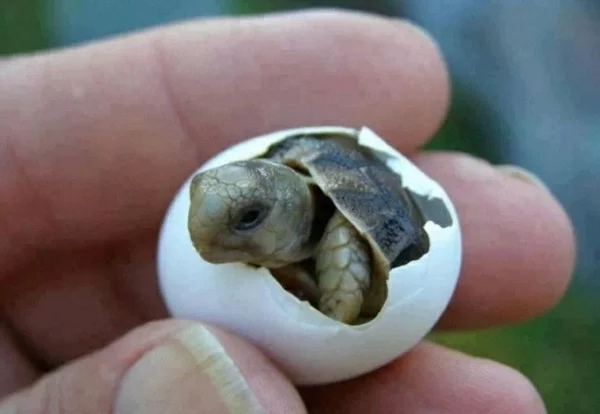 süße tierbilder baby schildkröte tierebabys