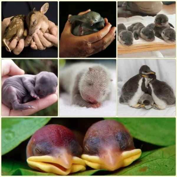 süsse tierbilder baby tierebabys bilder von süßen tieren