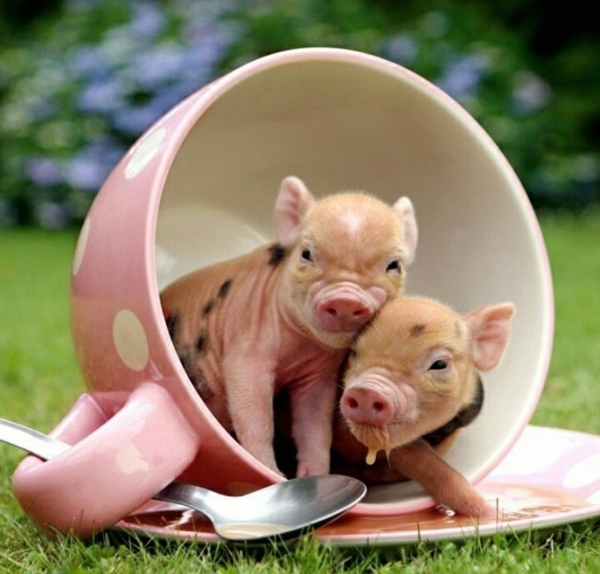 süße tierbilder baby zierschweinchen tierebaby