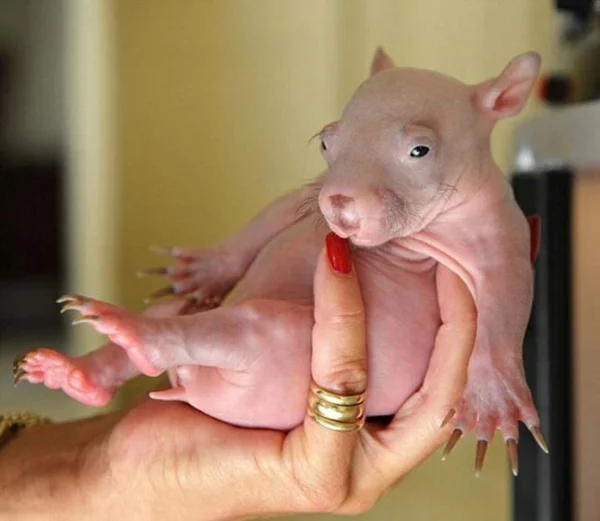 süße tierbilder wombat baby tierebabys bilder von süßen tieren