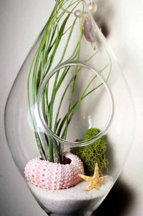 terrarium pflanzen glas gefässe abgerundet mit öffnung meerstern moos