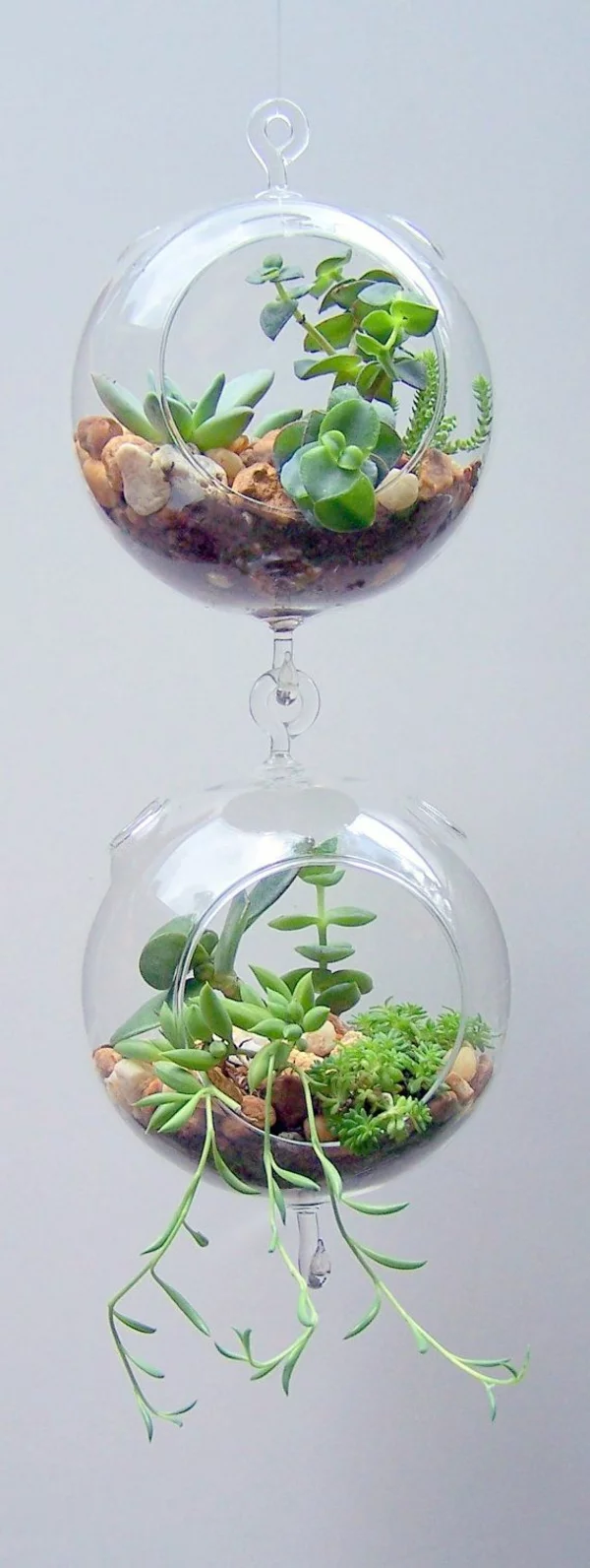terrarium pflanzen hängende glas gefäße rund