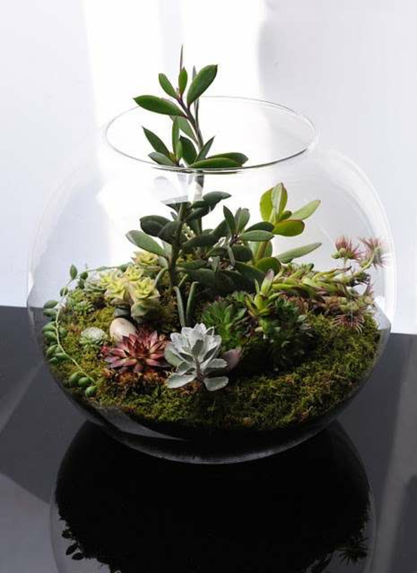 terrarium pflanzen moos glas gefäss terrarium selber bauen zimmerpflanzen