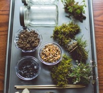 Wie baue ich ein Terrarium? – Pflanzen und passende Glasgefäße
