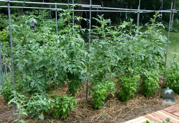 tomaten garten pflanzen gartenbau gartengestaltung