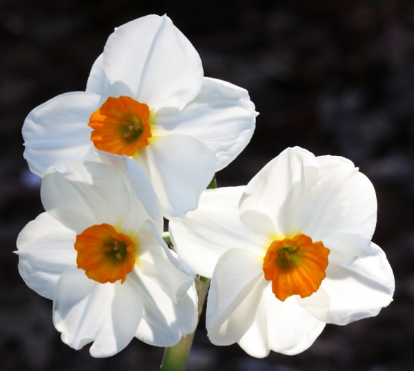 weiße narzisse frühlingsblumen deko