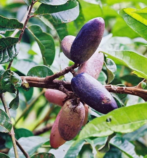 Exotische Genüsse: Die 7 Besten Tropischen Früchte