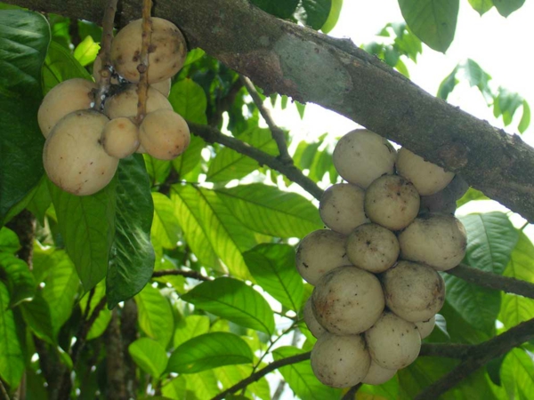 Exotische Baume Im Uberblick Kennen Sie Diese Exotischen Fruchte