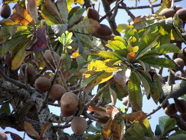 Mammea americana exotische bäume exotische früchte