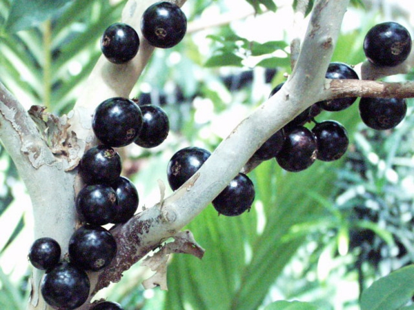 Myrciaria caulifloria sessiliflorum exotische bäume exotische früchte