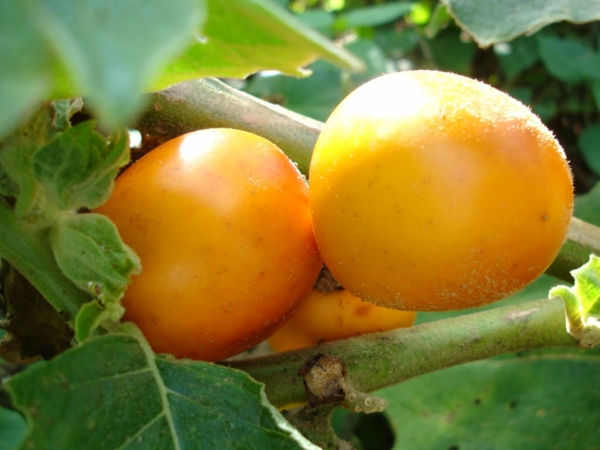 Solanum sessiliflorum exotische bäume exotische früchte