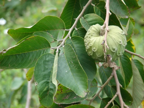annona Cherimola exotische bäume exotische früchte liste