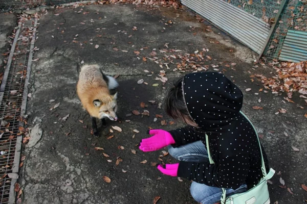 ausgefallene haustiere fuchs als haustier fox village japan