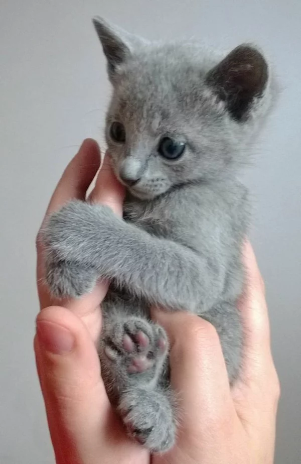baby Katze Haustier katzenrassen Britisch Kurzhaar grau