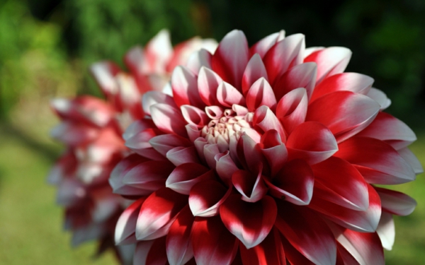 chrysantheme blüte weiß rot färbung garten pflanzen