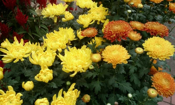 chrysantheme garten gestalten pflanzen gelb
