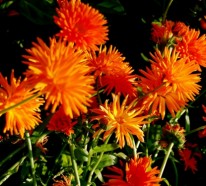 Die Chrysanthemen – ihre Schönheit entdecken und genießen