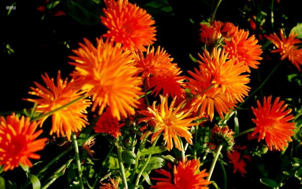 chrysantheme orange blüten garten pflanzen