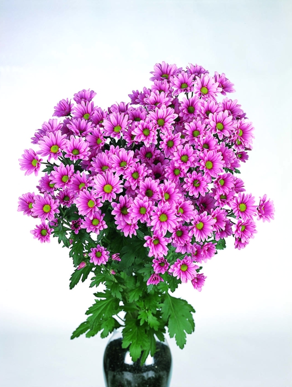 chrysanthemen lila gläserne vase dekoideen