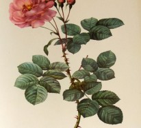Die Damaszener Rose – eine stolze Vertreterin dieser Blumengattung