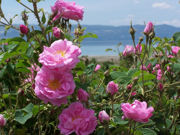 damaszener rose bulgarisch rosenöl