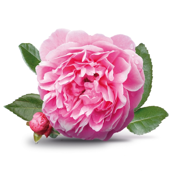damaszener rose frische blüte