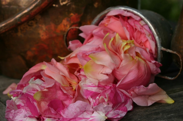 damaszener rose wertvoll rosenöl kosmetik