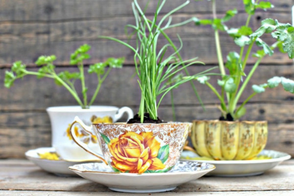 dekorationsideen mit teetassen kräuter gewürze züchten